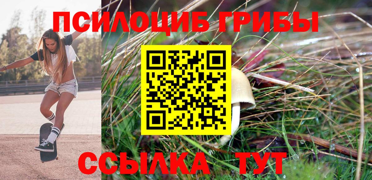 Псилоцибиновые грибы Psilocybe Серов